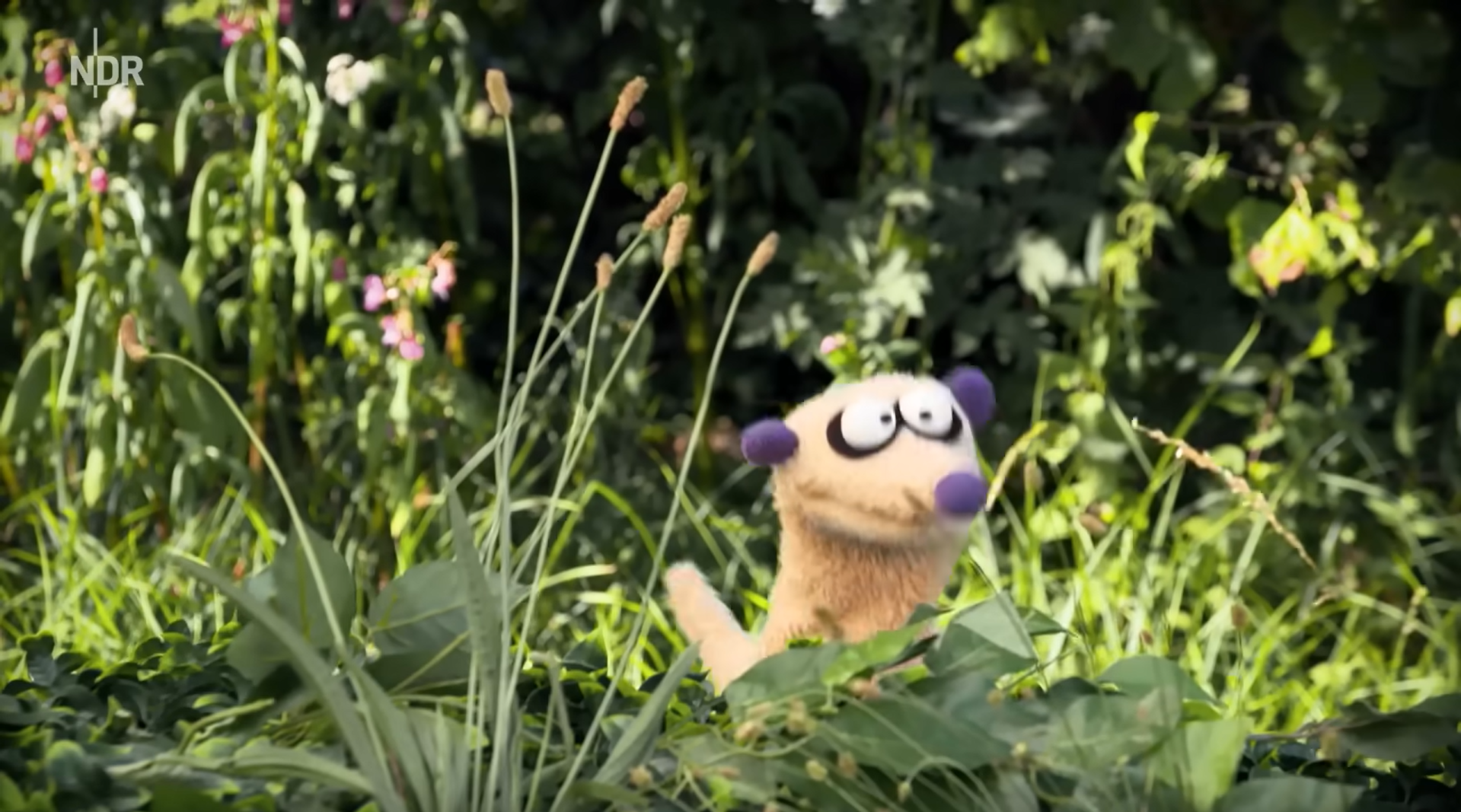 thumbnail of the Video